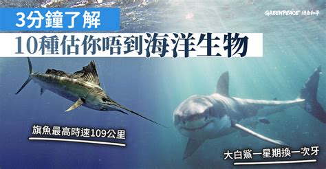 海洋生物有哪些|魚樂無窮：10個特色海洋生物種類介紹